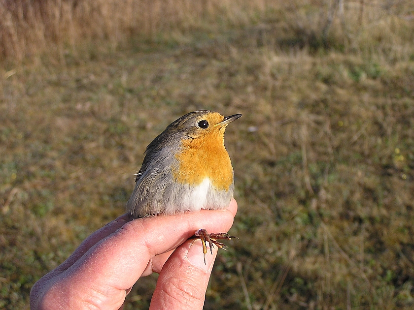 European Robin, Sundre 20050510